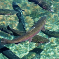 Рыбное хозяйство полного цикла, переработка, производство